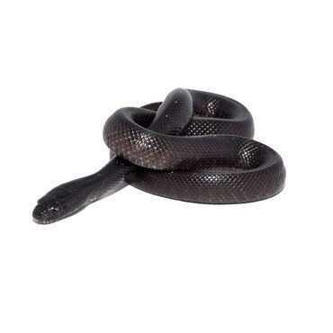 Mexican Black King Snake